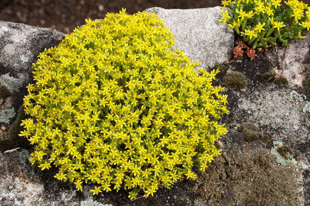 16 Drought Hardy Plants - Low-Maintenance Garden