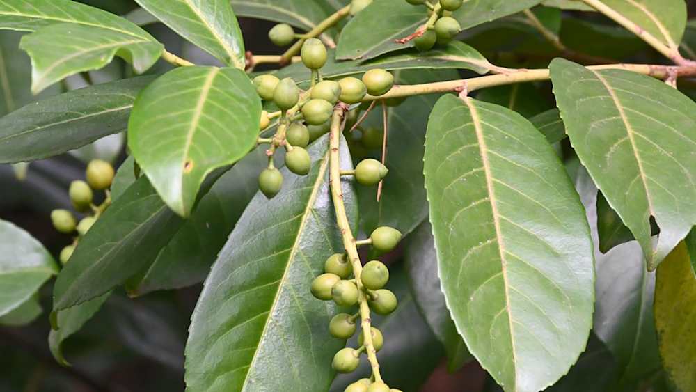 16 Drought Hardy Plants - Low-Maintenance Garden