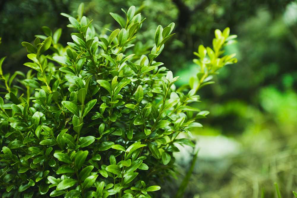Best Hedging Plants