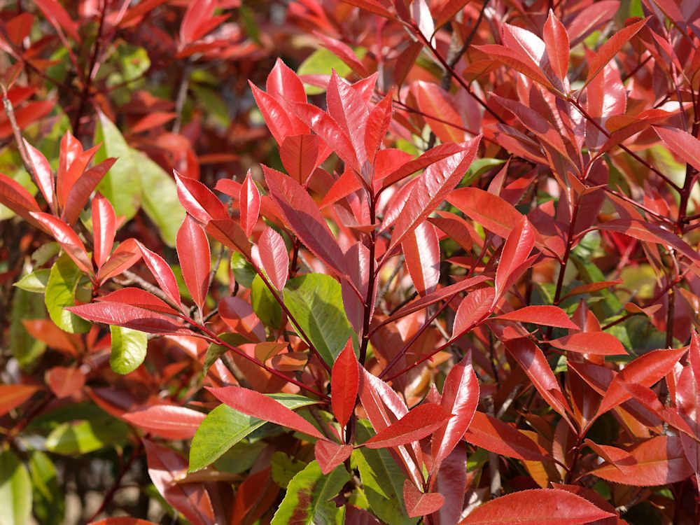 Best Hedging Plants