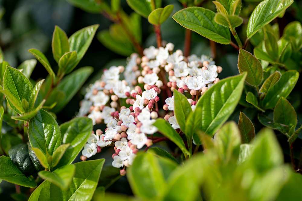 Best Hedging Plants