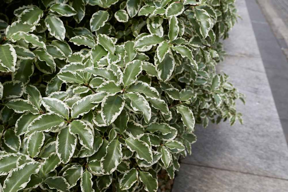 Best Hedging Plants