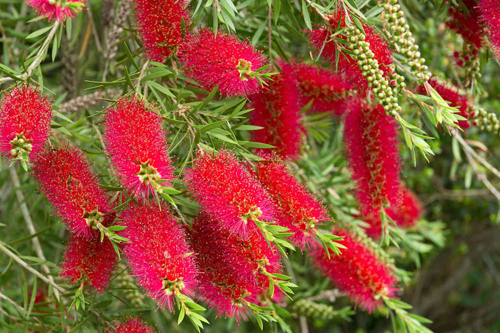 image upload c_limit,f_auto,w_1000 v1756780009 blogs best-hedging-plants best-hedging-plants7