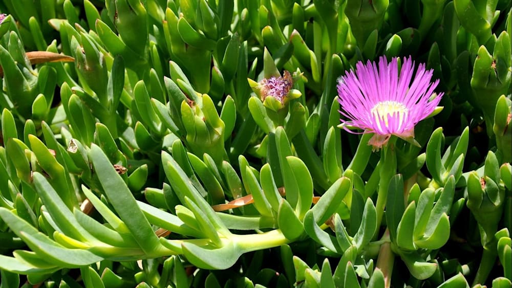 16 Drought Hardy Plants - Low-Maintenance Garden